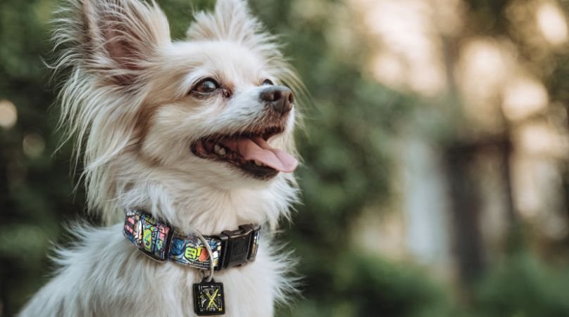 Fun ID Tag Designs That Show Off Your Pet’s Personality