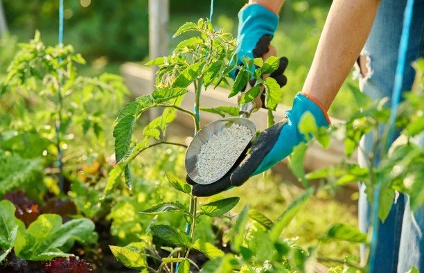 Fertilize for Strong Growth