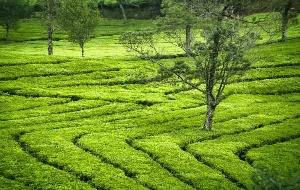 Professional and Sustainable Landscaping