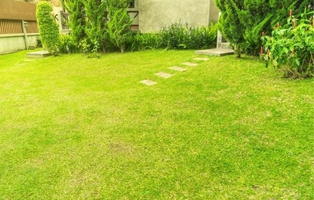 Simple Lawn Care Tips for a Greener and Stronger Yard