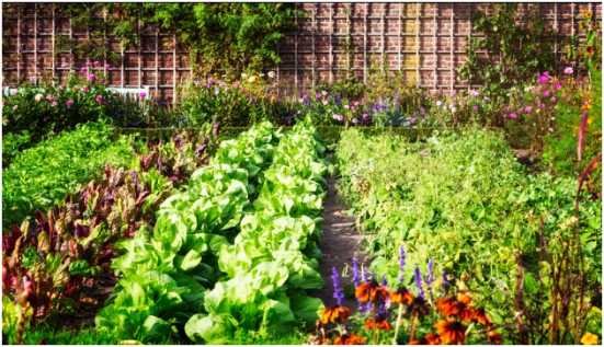 Build Healthy Soil Naturally