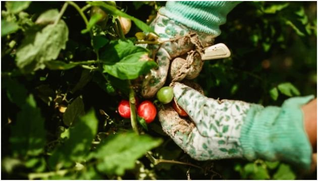 Practice Responsible Garden Maintenance